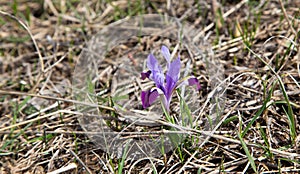Wild mountain iris. Spring flowers. Beautiful banner of natural