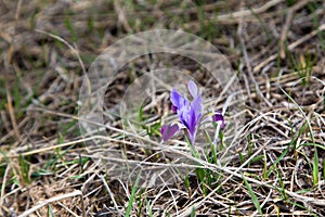 Wild mountain iris. Spring flowers. Beautiful banner of natural