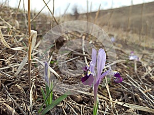 Wild mountain iris. Spring flowers. Beautiful banner of natural