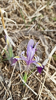 Wild mountain iris. Spring flowers. Beautiful banner of natural