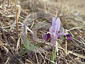 Wild mountain iris. Spring flowers. Beautiful banner of natural