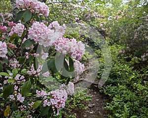 Wild Mountain Laurel in full bloom