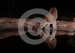 Wild mountain lion leaning to the left as it gets a drink of water from a still pool