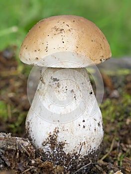 Wild mountain mushroom (Boletus, edible bolete, penny bun)
