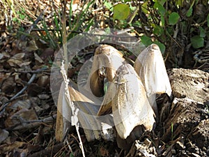 Wild mountain mushrooms