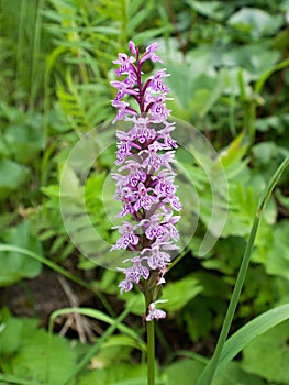 The wild mountain orchid, early-purple orchid 2
