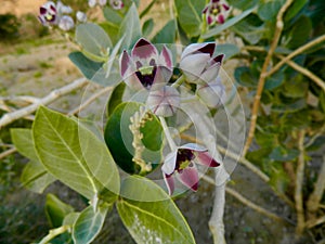 Wild mountain Orchids - Arabian desert flowers 