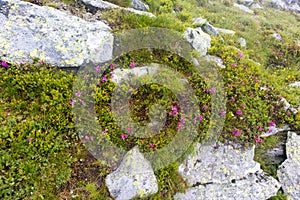 Wild mountain peony on the peak of Retezat mountain