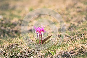 wild mountain pink flower photo