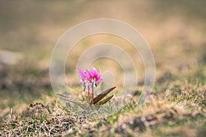 Wild mountain pink flower photo