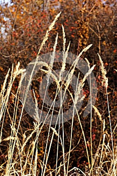 Wild mountain plants