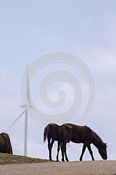 Wild mountain ponies grazing with a windmill in the background.