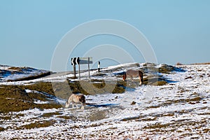 Wild mountain ponies in a snowy, winter landscape