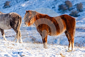 Wild mountain ponies in a snowy, winter landscape photo