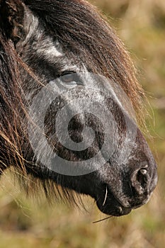 Wild Mountain Pony