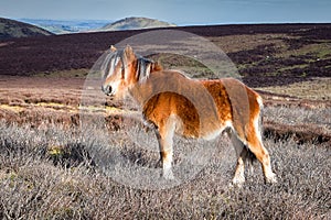 Wild Mountain Pony in Shropshire Hills, England photo