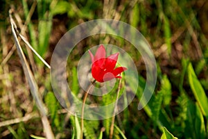 Wild mountain red tulip. Rare natural flowers growing in a natural environment. Botanical background