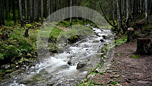 Wild mountain river flowing through stone boulders. Abundant clear stream in carpathians.