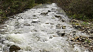 Wild mountain river flowing through stone boulders. Abundant clear stream in carpathians.