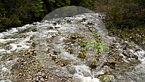 Wild mountain river flowing through stone boulders. Abundant clear stream in carpathians.