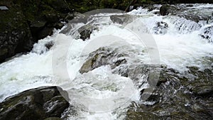 Wild mountain river flowing through stone boulders. Abundant clear stream in carpathians.