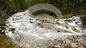 Wild mountain river flowing through stone boulders. Abundant clear stream in carpathians.