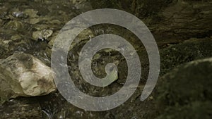 Wild mountain river running through stones in slow motion. Creative. Rapid clean flow in national park. photo