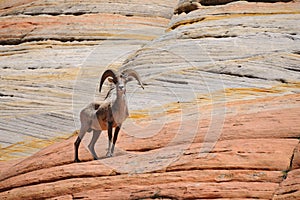 Wild mountain sheep on the rock in National park Zion