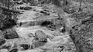 A Wild Mountain Trout in the Jefferson National Forest