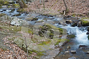 Wild Mountain Trout Stream