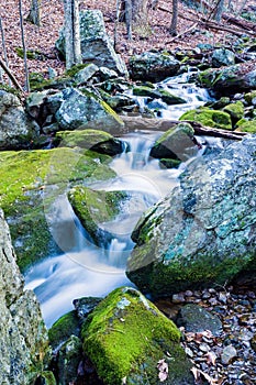 Wild Mountain Trout Stream