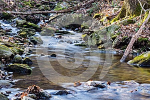 Wild Mountain Trout Stream