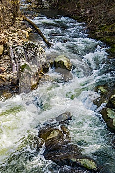 A Wild Mountain Trout Stream in the Blue Ridge Mountains