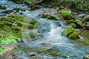 Wild Mountain Trout Stream in the Forest - 3