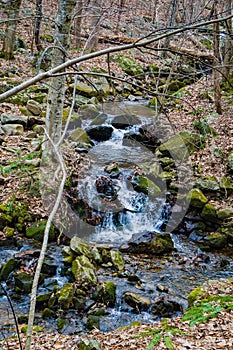 Wild Mountain Trout Stream