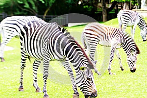 Wild mountain zebra feeding at a hotel in Zambia