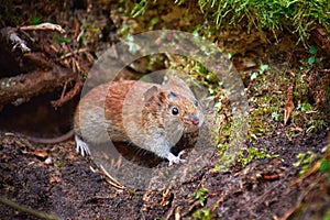 wild mouse (Apodemus Sylvaticus)