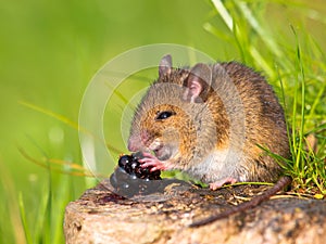 Wild mouse eating blackberry