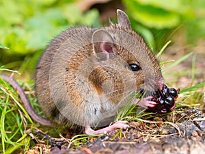 Wild mouse eating blackberry sideview
