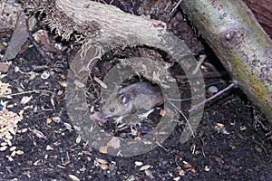 Wild mouse scavenging for food