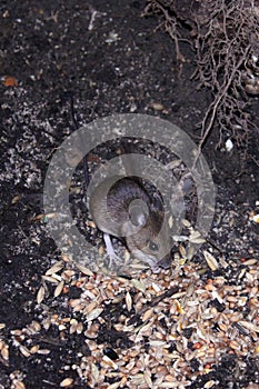 Wild mouse scavenging for food