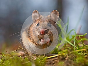 Wild mouse sitting on hind legs