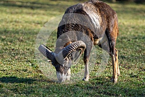 Wild mufflon eating some grass with massive horns