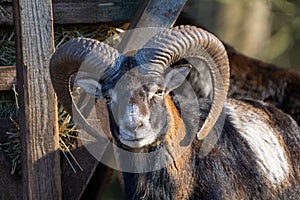 Wild mufflon looking into the camera with massive horns