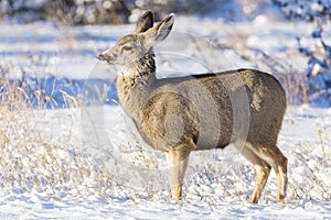 Wild Deer on the High Plains of Colorado