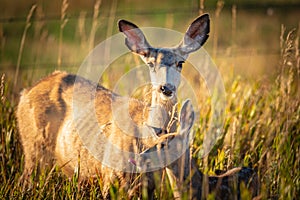 Wild Mule Deer in a farm field in the grasslands of Southern Alberta Canada