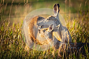 Wild Mule Deer in a farm field in the grasslands of Southern Alberta Canada