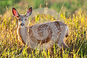 Wild Mule Deer in a farm field in the grasslands of Southern Alberta Canada