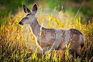 Wild Mule Deer in a farm field in the grasslands of Southern Alberta Canada