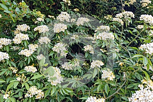 Wild Multiflora Rose bush, also known as Seven-Sisters, Baby, Japanese and Rambler Rose, spring and summer blooming background